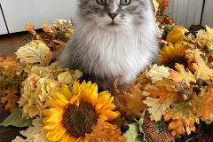 Rocky-In-Style-Courtesy-Patterson-Family