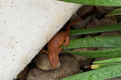Salamander-Surprise-Courtesy-Cronin-Family