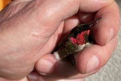Saved-From-Death-Hummingbird-Courtesy-Graham-Family