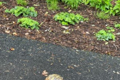 Slow-Visitor Courtesy Graham Family