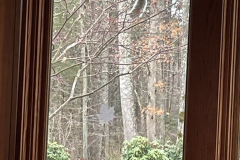 Squirrel-in-Window-Courtesy-Graham-Family