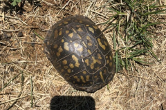 Turtle-May-2020-Courtesy-Bill-McCollough