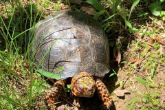 Turtle-by-the-Pond-June-2020-Courtesy-Megaw-Family