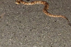 Unwelcome-Visitor-Copperhead-Courtesy-Walsh-Family