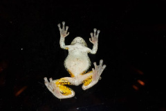 Visitor-at-the-Front-Door-Courtesy-Walsh-Family