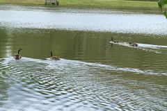 Waterfowl-at-the-Pond-Courtesy-Cronin-Family-April-2020