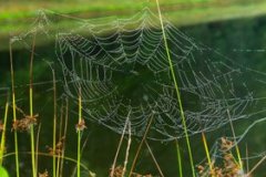 Web-2-Fall-2023-Courtesy-M-Bachmann