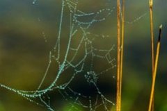 Web-Fall-2023-Courtesy-M-Bachmann