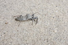 Wheelbug-Courtesy-Walsh-Family