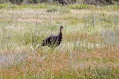 Wild-Turkey-May-2020-Courtesy-Bill-McCollough